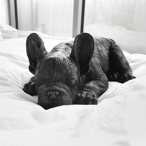 Sleeping Frenchie Dog Statue - Black - Angus & Dudley Collections