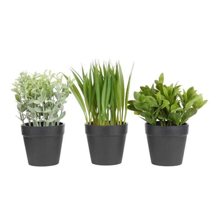 Mini Pot Plants 20cm